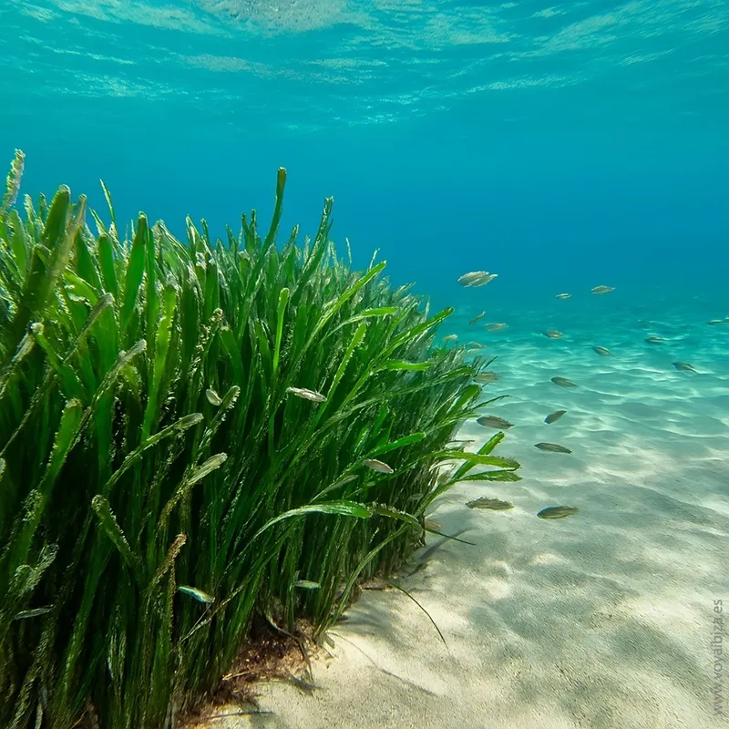 Posidonia Oceanica en Ibiza (Eivissa)