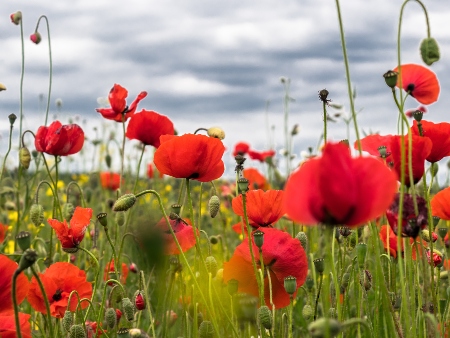 Amapolas