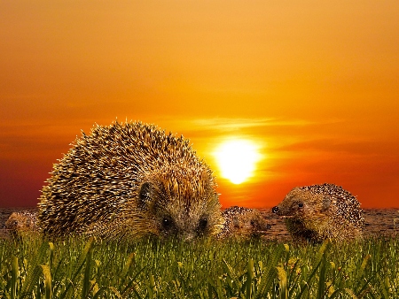 Erizos en el campo al amanecer