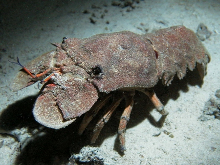 Cigarra de mar (Cigala)