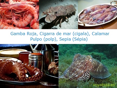 Gamba roja, Cigala, Calamar, Pulpo, Sepia
