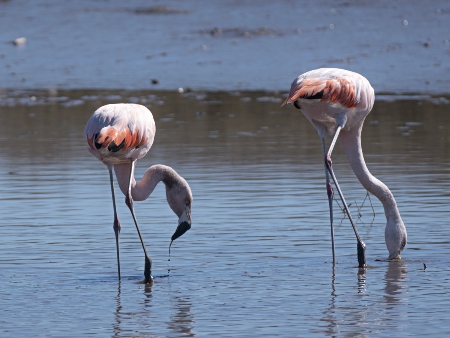 Flamencos alimentándose en el humedal