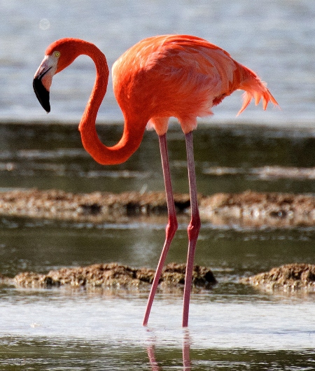 Ejemplar de flamenco