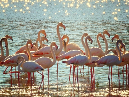 Grupo de Flamencos