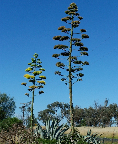 Espigas de la Pitrera (pitera, agave)