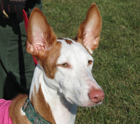 Podenco Ibicenco (Ca Eivissenc)