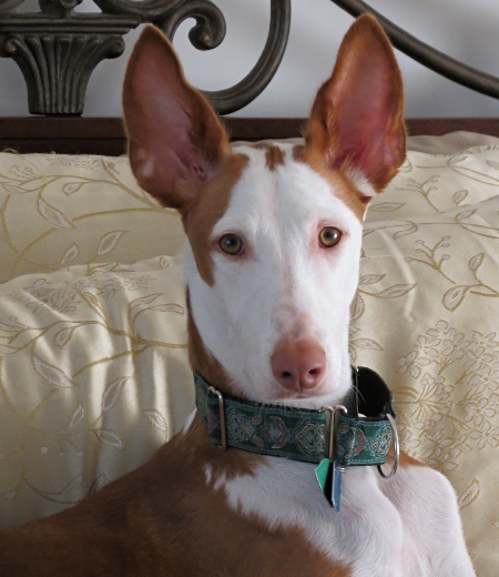 Ejemplar de Podenco Ibicenco (Ca Eivissenc)