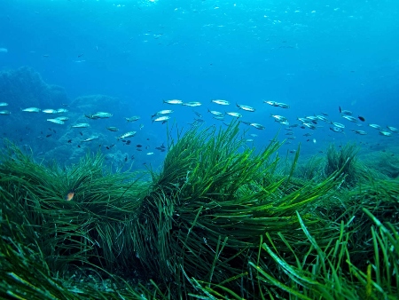 La Posidonia Oceánica