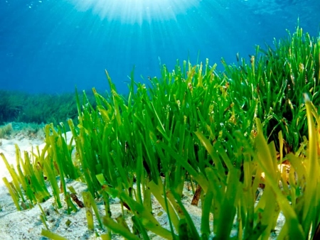 Praderas de Posidonia Oceánica en Ibiza