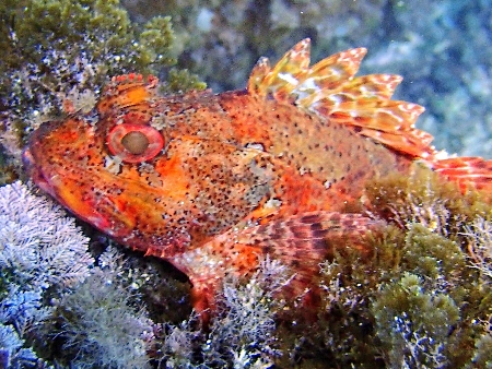 Ejemplar de Roja (cabracho). Peces de Ibiza y Formentera