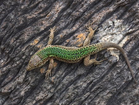 Lagartija ibicenca (Sargantana)