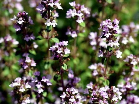Flores de Tomillo