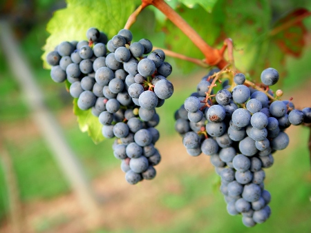 Vino Payés: Racimos de uvas tintas