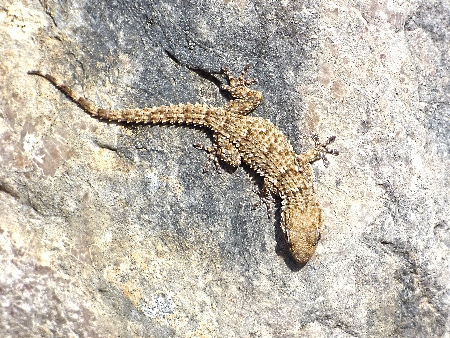 DRAGÓN o SALAMANQUESA COMÚN (Tarentola mauritanica)
