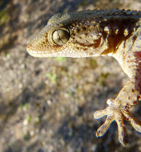 DRAGÓN o SALAMANQUESA COMÚN (Tarentola mauritanica)