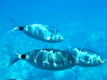 OBLADA (Oblada melanura)