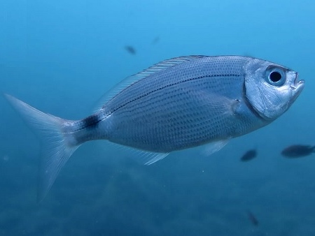OBLADA (Oblada melanura)