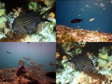 Castañuela (Castanyola). Peces de Ibiza. Sarguito (Chromis chromis)