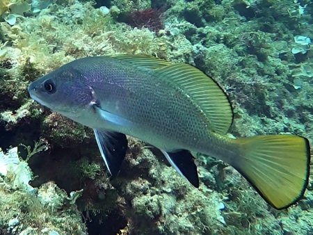 corvina negra, corvallo, corva o corvallo de roca (Sciaena umbra)