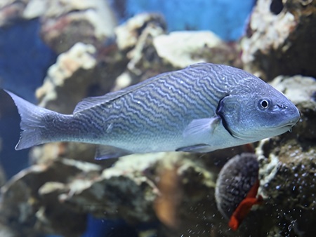 Verrugato, corvallo, maigre o corvallo de arena (Umbrina cirrosa)