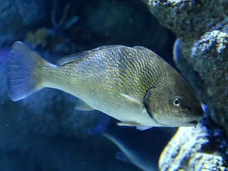 Verrugato o corvallo de fango (Umbrina canariensis)