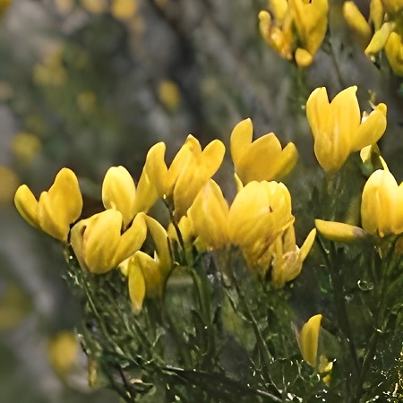GENISTA BIFLORA (Chronanthus biflorus, Cytisus fontanesii Spach)