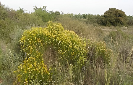GENISTA BIFLORA (Chronanthus biflorus, Cytisus fontanesii Spach)