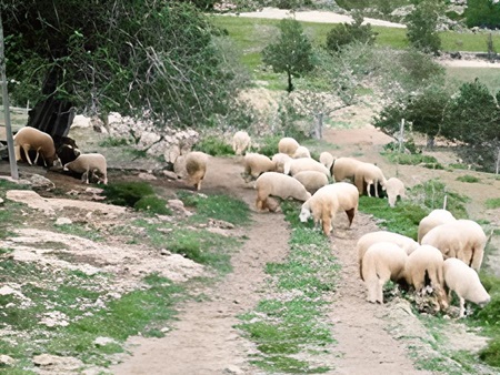 Oveja ibicenca. La oveja de Ibiza. Ovella Eivissenca