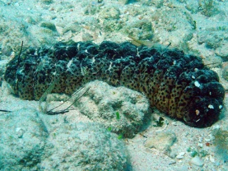 Pepino de mar o cohombro de mar negro. (Holothuria forskali)