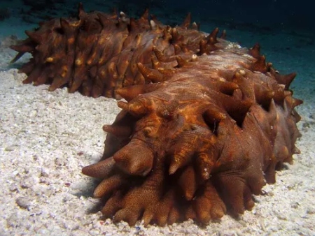 Pepino de mar o cohombro de mar negro. (Holothuria forskali)