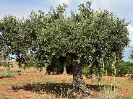 Aceite de Oliva Ibiza. Oli d'oliva Eivissa. Aceitunas: Imagen de un Olivo