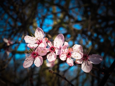 El Almendro. S'Ametller. (Prunis dulcis)