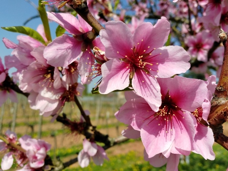 Flores del Almendro. S'Ametller. (Prunis dulcis)