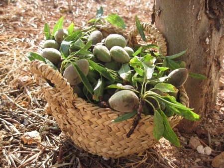 Cesta con almendras recién recogidas del álrbol