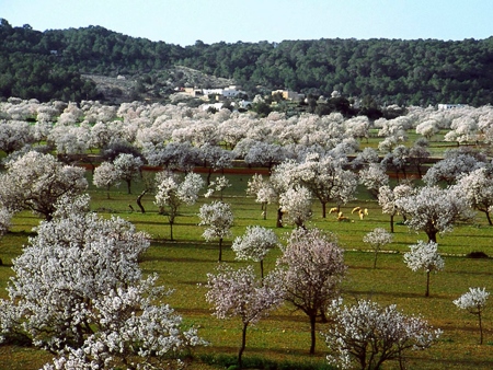 Almendros en flor en es Pla de Corona, Santa Agnès, Ibiza