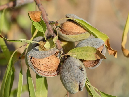 Almendras en el árbol