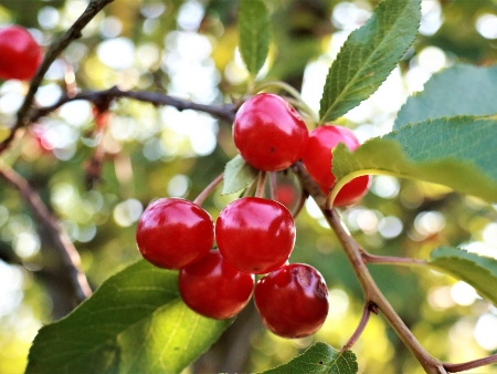 Cerezos y cerezas Ibiza. Cirerers i Cireres Eivissa: Cerezas