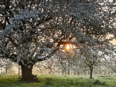 Cerezos y cerezas Ibiza. Cirerers i Cireres Eivissa: Árbol
