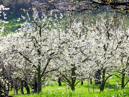 Cerezos y cerezas Ibiza. Cirerers i Cireres Eivissa: Árbol