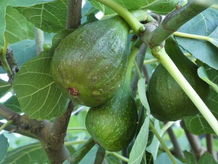 Higueras e Higos en Ibiza Figueres i Figues a Eivissa: Higos en el árbol