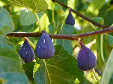 Higueras e Higos en Ibiza Figueres i Figues a Eivissa: Higos en el árbol