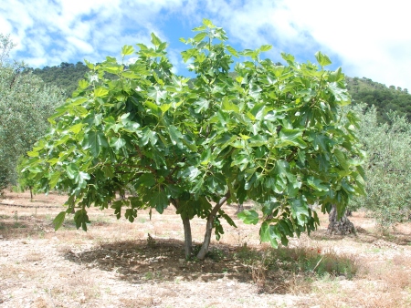 Higueras e Higos en Ibiza Figueres i Figues a Eivissa: Higuera