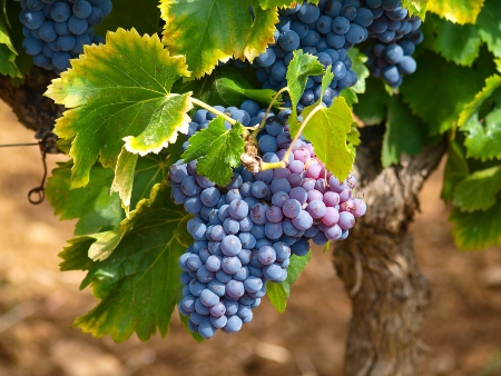 Vid, Uvas y Vino en Ibiza. Vi d'Eivissa (Vi pagès). Vino payés