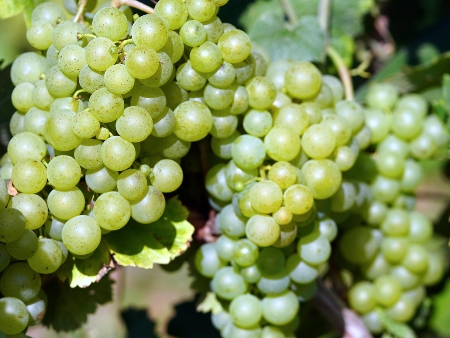 Vid, Uvas y Vino en Ibiza. Racimo de uvas