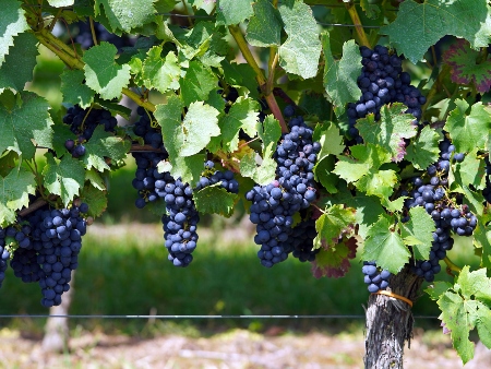 Vid, Uvas y Vino en Ibiza: Racimos de uvas