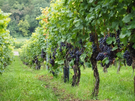 Uvas, Vino y Vid
