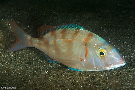 Breca (pagel, pagell). Peces de Ibiza y Formentera