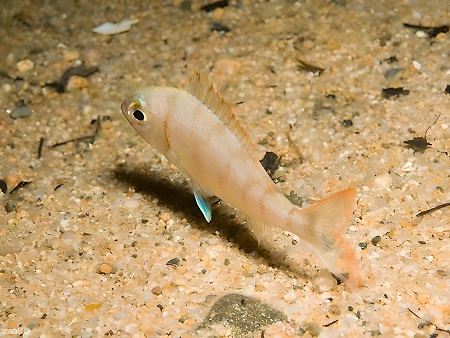 Ejemplar joven de Breca (pagel, pagell)