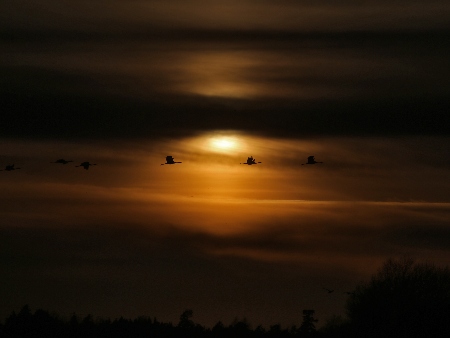 Aves migrando en el cielo nocturno