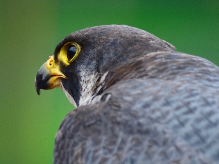 Halcón Peregrino (falcó)